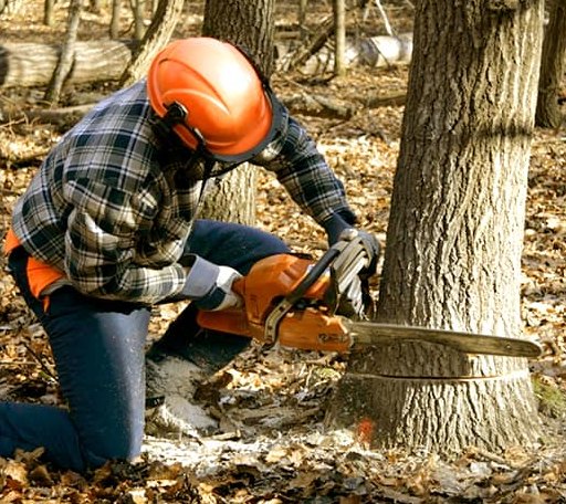 Tree Removal in Kingston, WA